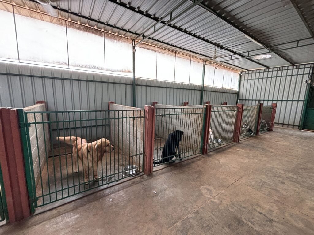 Cool and comfortable Dog Boarding Kennels