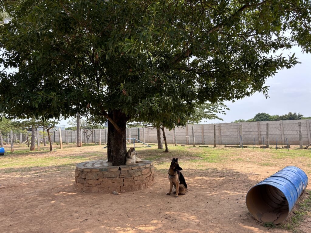 Off-Leash Dog Park