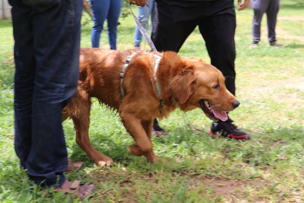 Dog obedience training