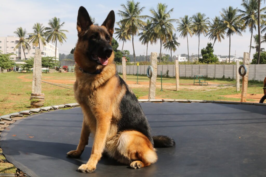 Dog in training