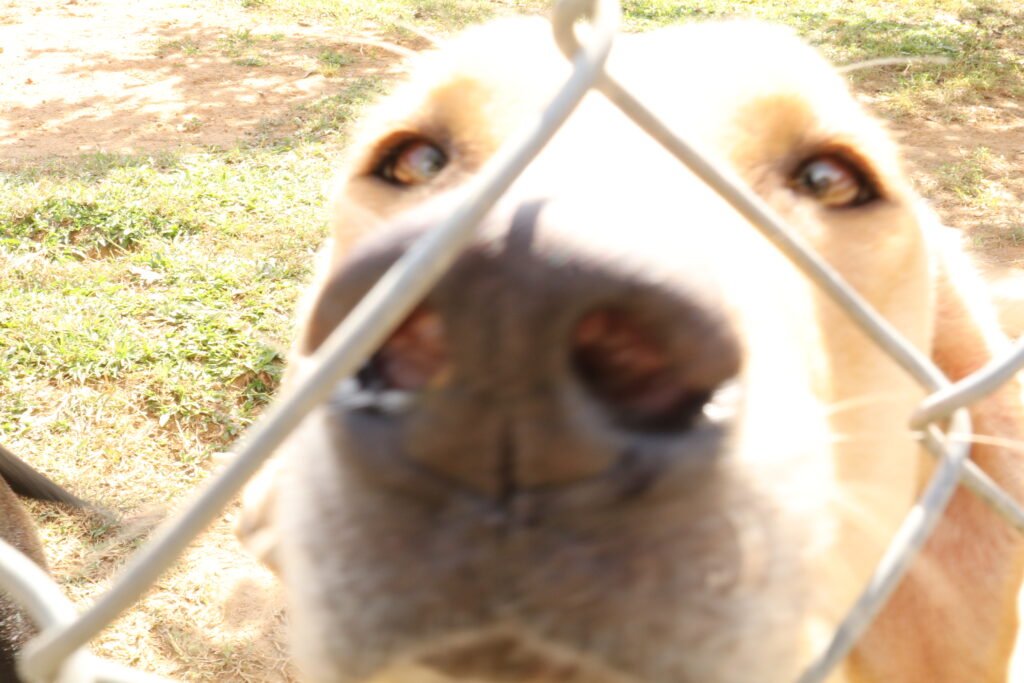 Dog in boarding and day-care