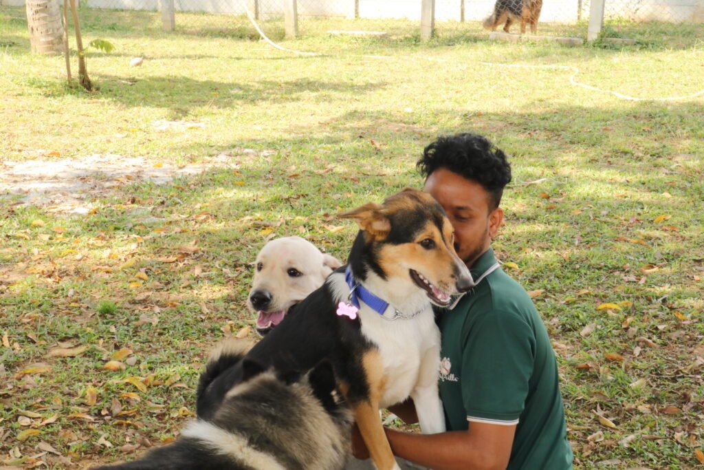 Dog Boarding and Daycare