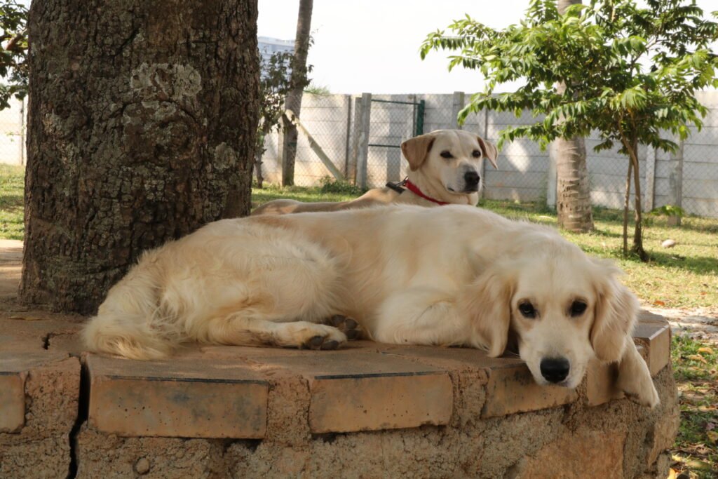 Dog-Obedience-Training