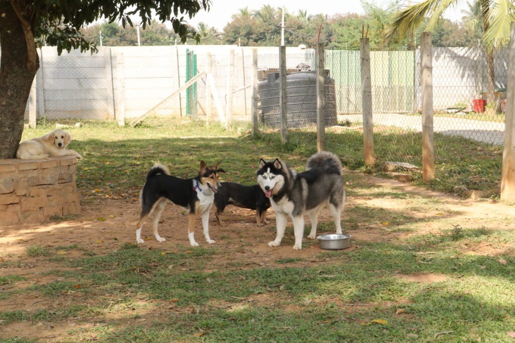Dog Park, Off-leash Dog Park