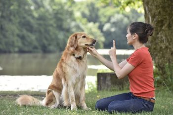 Dog-Obedience-Training